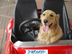 にほんブログ村 犬ブログ ゴールデンレトリバーへ