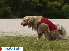 にほんブログ村 犬ブログ ゴールデンレトリバーへ