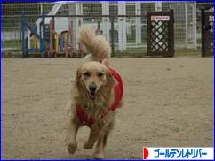 にほんブログ村 犬ブログ ゴールデンレトリバーへ