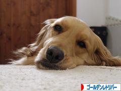 にほんブログ村 犬ブログ ゴールデンレトリバーへ