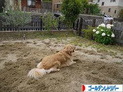 にほんブログ村 犬ブログ ゴールデンレトリバーへ