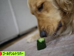 にほんブログ村 犬ブログ ゴールデンレトリバーへ