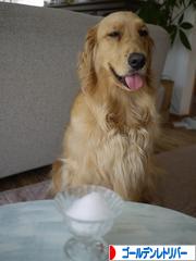 にほんブログ村 犬ブログ ゴールデンレトリバーへ