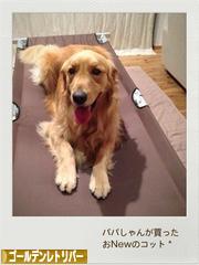 にほんブログ村 犬ブログ ゴールデンレトリバーへ