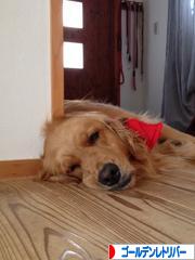にほんブログ村 犬ブログ ゴールデンレトリバーへ