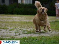 にほんブログ村 犬ブログ ゴールデンレトリバーへ
