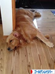にほんブログ村 犬ブログ ゴールデンレトリバーへ