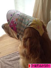 にほんブログ村 犬ブログ ゴールデンレトリバーへ