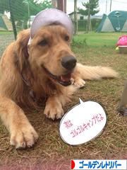 にほんブログ村 犬ブログ ゴールデンレトリバーへ