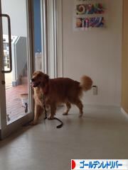 にほんブログ村 犬ブログ ゴールデンレトリバーへ