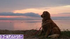 にほんブログ村 犬ブログ ゴールデンレトリバーへ