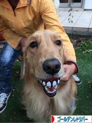 にほんブログ村 犬ブログ ゴールデンレトリバーへ