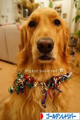 にほんブログ村 犬ブログ ゴールデンレトリバーへ