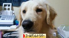 にほんブログ村 犬ブログ ゴールデンレトリバーへ