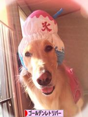 にほんブログ村 犬ブログ ゴールデンレトリバーへ