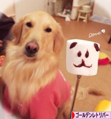 にほんブログ村 犬ブログ ゴールデンレトリバーへ