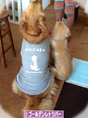 にほんブログ村 犬ブログ ゴールデンレトリバーへ