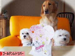 にほんブログ村 犬ブログ ゴールデンレトリバーへ