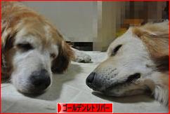 にほんブログ村 犬ブログ ゴールデンレトリバーへ