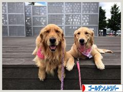 にほんブログ村 犬ブログ ゴールデンレトリバーへ
