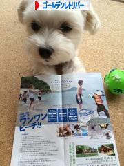 にほんブログ村 犬ブログ ゴールデンレトリバーへ