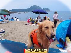 にほんブログ村 犬ブログ ゴールデンレトリバーへ