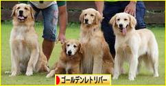 にほんブログ村 犬ブログ ゴールデンレトリバーへ