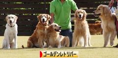 にほんブログ村 犬ブログ ゴールデンレトリバーへ