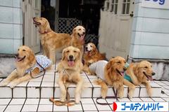 にほんブログ村 犬ブログ ゴールデンレトリバーへ