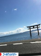 にほんブログ村 犬ブログ ゴールデンレトリバーへ