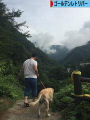 にほんブログ村 犬ブログ ゴールデンレトリバーへ
