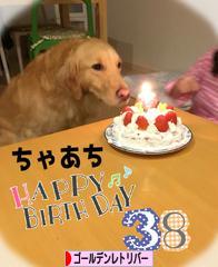 にほんブログ村 犬ブログ ゴールデンレトリバーへ