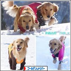 にほんブログ村 犬ブログ ゴールデンレトリバーへ