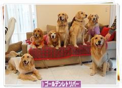 にほんブログ村 犬ブログ ゴールデンレトリバーへ