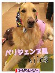 にほんブログ村 犬ブログ ゴールデンレトリバーへ