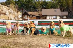 にほんブログ村 犬ブログ ゴールデンレトリバーへ