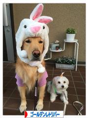 にほんブログ村 犬ブログ ゴールデンレトリバーへ