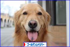 にほんブログ村 犬ブログ ゴールデンレトリバーへ