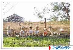にほんブログ村 犬ブログ ゴールデンレトリバーへ