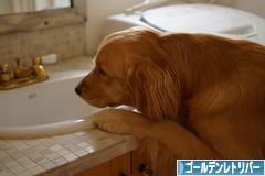 にほんブログ村 犬ブログ ゴールデンレトリバーへ