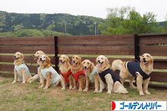 にほんブログ村 犬ブログ ゴールデンレトリバーへ