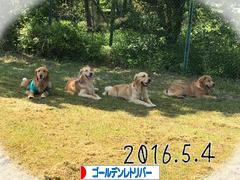 にほんブログ村 犬ブログ ゴールデンレトリバーへ