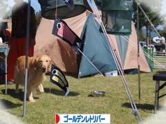 にほんブログ村 犬ブログ ゴールデンレトリバーへ