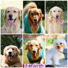 にほんブログ村 犬ブログ ゴールデンレトリバーへ