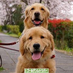 にほんブログ村 犬ブログ ゴールデンレトリバーへ