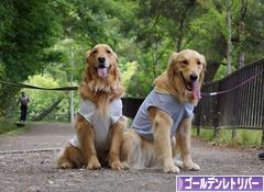 にほんブログ村 犬ブログ ゴールデンレトリバーへ
