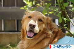にほんブログ村 犬ブログ ゴールデンレトリバーへ