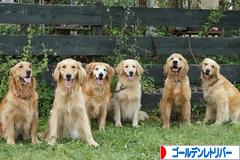 にほんブログ村 犬ブログ ゴールデンレトリバーへ