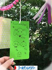 にほんブログ村 犬ブログ ゴールデンレトリバーへ