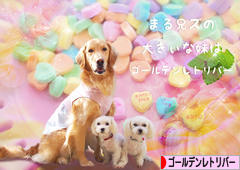 にほんブログ村 犬ブログ ゴールデンレトリバーへ